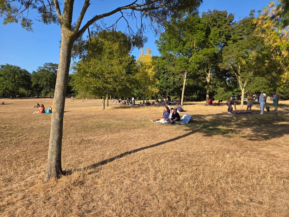 People spread across the dry grass beneath trees at Norwood Grove in south London while waiting to see the 2026 partial solar eclipse