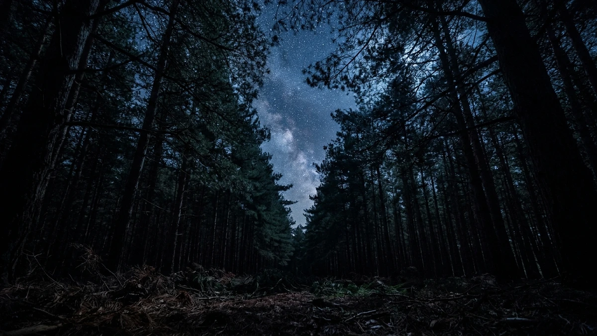 Rendlesham Forest in Suffolk at night, with dark pine trees silhouetted against a cold starry sky