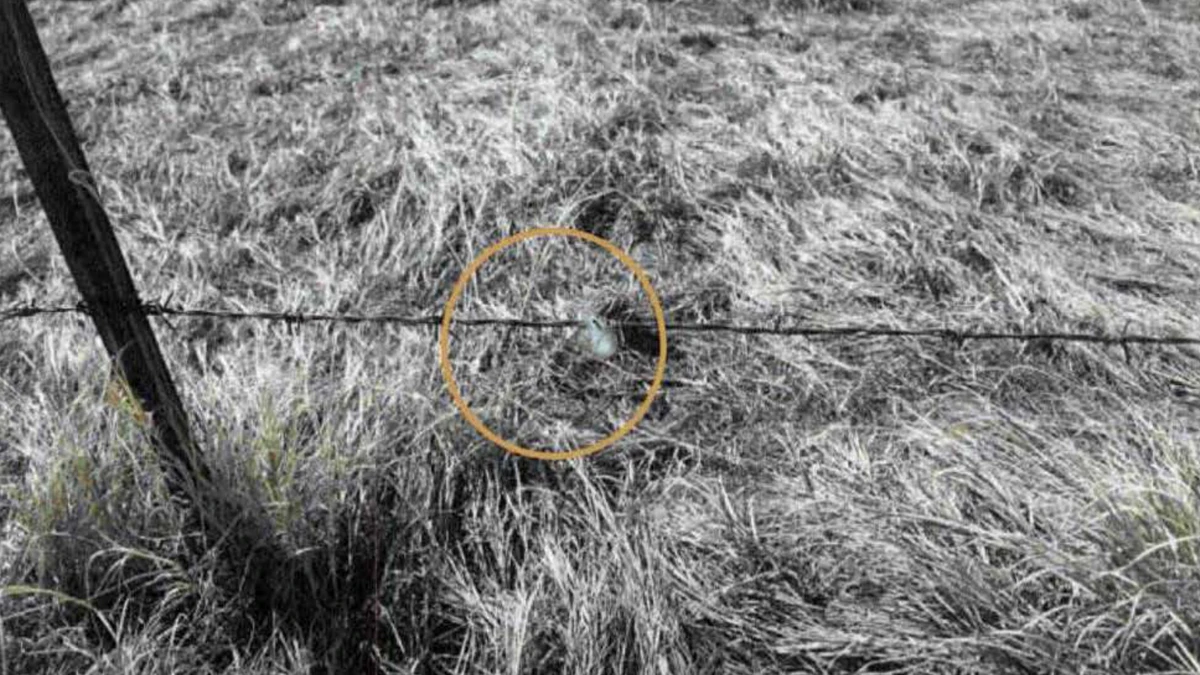 Black-and-white photo from the BAASS report: a fence post and a strand of barbed wire running across dry grass, with an orange circle round a small pale tuft of hair on the wire