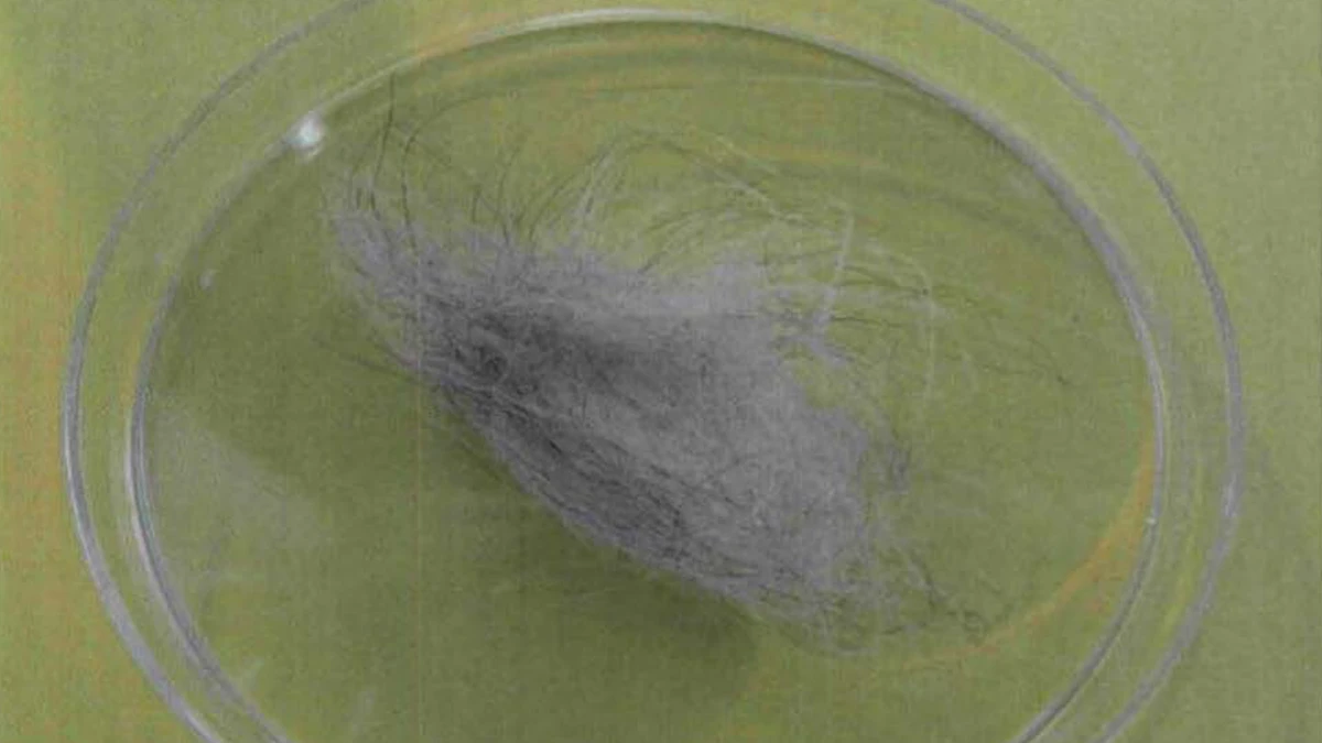 A loose clump of grey and white hair in a clear Petri dish on a green background, photographed from above
